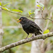 Blackbird in full voice