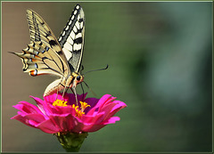 Papilio machaon - (Contest Without Prize - CWP)