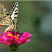 Papilio machaon - (Contest Without Prize - CWP)