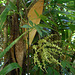 DSCN5350 - Fruto de tucum Bactris setosa, Arecaceae