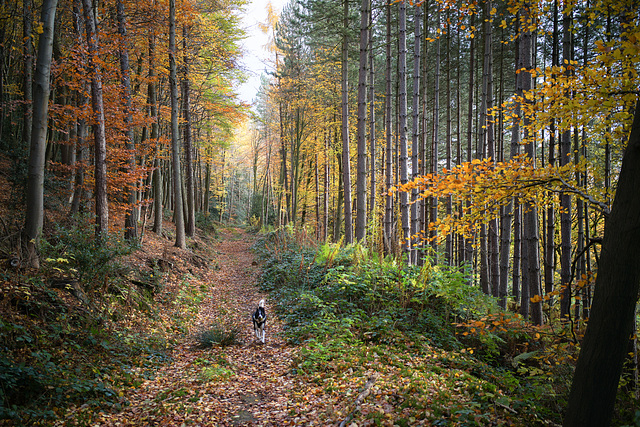 Autumn scene.. 'Ladybank wood'.. Eckington.