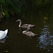 Тростянецкий дендропарк, Лебединая семья / Trostyanets Arboretum, The Family of Swans