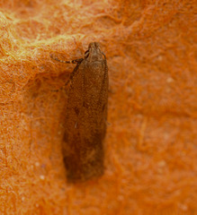 Moth MG_5435