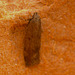 Moth MG_5435