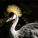 Portrait grey crowned crane