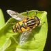 EF7A2935hoverfly