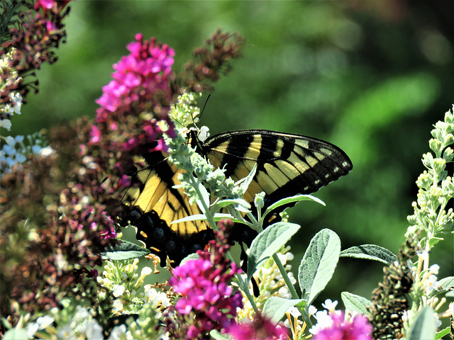 Eastern Tiger Swallowtail --