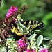 Eastern Tiger Swallowtail --
