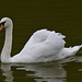 Тростянецкий дендропарк, Лебедь / Trostyanets Arboretum, The Swan