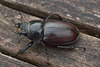 Female Stag Beetle IMG_5079