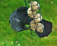 This Jackdaw just called in!!!