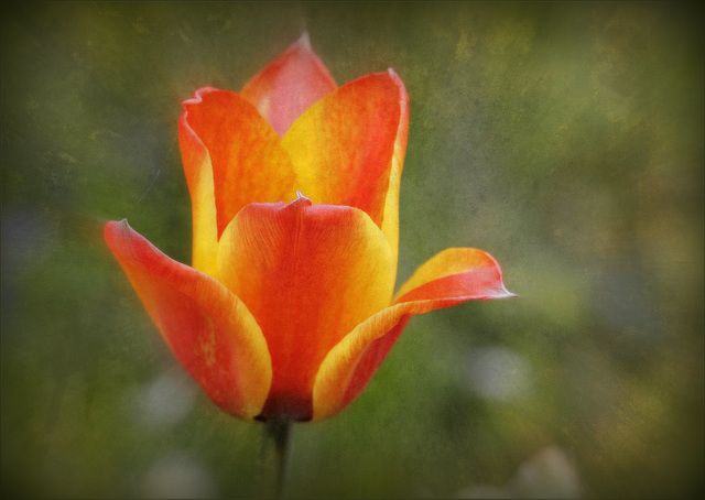 La tulipe.... en lumière