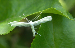 Moth IMG_5350