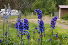 Alaska, Blue Flowers