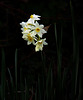 winter daffodils
