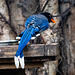 Blue magpie