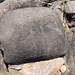 DSCN2002 - Pedra Fincada gravura cf.