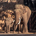 Bull elephant and baby elephant