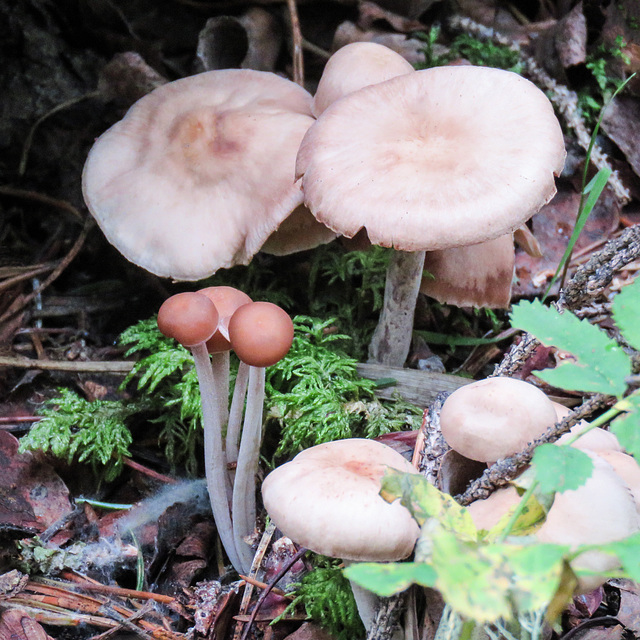 Mushrooms, Pringle Mt forest walk