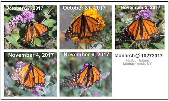 Monarch Collage 10 11 2017 pe