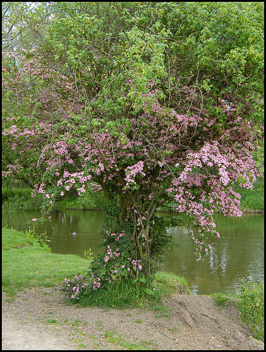 pink hawthorn tree