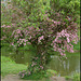 pink hawthorn tree