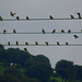 Goldfinch Flock, St Dial's Road, Cwmbran 14 August 2017