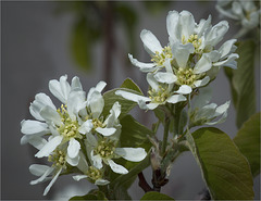 A white blooming shrub