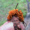 Slime mold, Pringle Mt forest walk