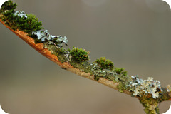 vegetation on a branch