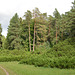 Тростянецкий дендропарк, Можжевеловая поляна / Trostyanets Arboretum, Juniper Glade