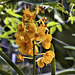 Orange Orchids – Orchid House, Princess of Wales Conservatory, Kew Gardens, Richmond upon Thames, London, England