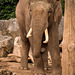 Bull elephant3