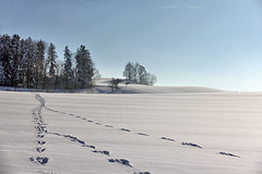 Winterlandschaft in Oberschwaben - etwas unscharf