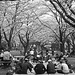 Groups of people under cherry blossoms