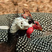 Helmeted Guineafowl / Numida meleagris