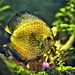 Yellow Fish – Water Lily Pond, Princess of Wales Conservatory, Kew Gardens, Richmond upon Thames, London, England