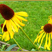 Helianthus salicifolius -Table Mountan - Weidenblättrige Sonnenblume