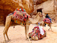 Gli abitanti più simpatici di Petra