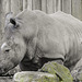 20200301 6560CPw [D~MS] Breitmaulnashorn, Zoo,  Münster