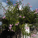 Podranea ricasoliana, Penedos, End of Summer