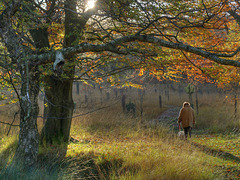 An Autumn walk near Dovestones.