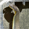 Yellow-bellied water snake