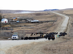 Cattle drive - and a few old barns and sheds