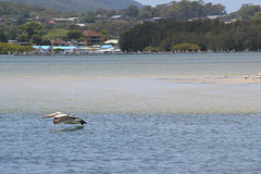 skimming Pelican