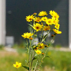 Sunflowers (H.A.N.W.E.)