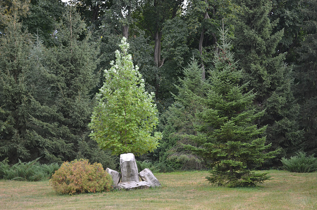 Тростянецкий дендропарк, Оттенки зеленого / Trostyanets Arboretum, Shades of green