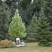 Тростянецкий дендропарк, Оттенки зеленого / Trostyanets Arboretum, Shades of green