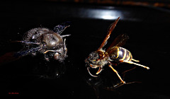 Große Holzbiene und Wespe