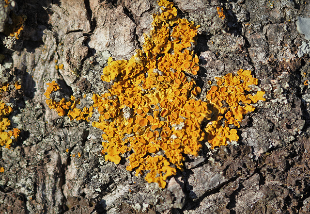 Ecorce d'érable avec lichen